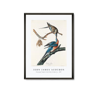 John James Audubon - Passenger Pigeon from Birds of America (1827)