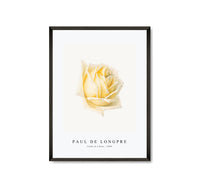 Paul de longpre - Study of a Rose (ca. 1898)