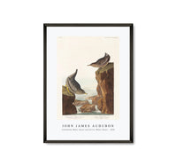 John James Audubon - Columbian Water Ouzel and Arctic Water Ouzel from Birds of America (1838)