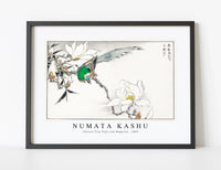 Numata Kashu - Chinese Tree Pipit and Magnolia illustration from Pictorial Monograph of Birds (1885)