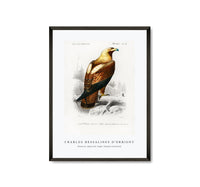
              Charles Dessalines D'Orbigny - Eastern imperial eagle (Aquila heliaca)
            