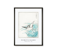 Numata Kashu - Mongolian Plover illustration from Pictorial Monograph of Birds (1885)