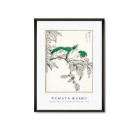 Numata Kashu - Japanese White-eye and Osmanthus Fragrans illustration from Pictorial Monograph of Birds (1885)