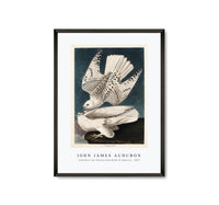 John James Audubon - Iceland or Jer Falcon from Birds of America (1827)