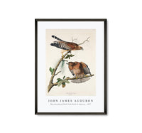 John James Audubon - Red-shouldered Hawk from Birds of America (1827)