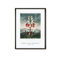 Robert John Thornton - Indian Reed from The Temple of Flora (1808)