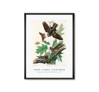 John James Audubon - Whip-poor-will from Birds of America (1827)