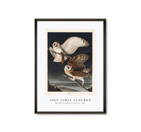John James Audubon - Barn Owl from Birds of America (1827)