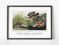 John James Audubon - American Woodcock from Birds of America (1827)