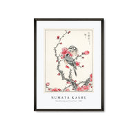 Numata Kashu - Pine Bunting and Plum Tree illustration from Pictorial Monograph of Birds