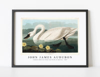 John James Audubon-Common American Swan from Birds of America (1827)