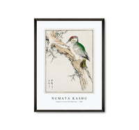 Numata Kashu - Japanese Green Woodpecker illustration from Pictorial Monograph of Birds (1885)
