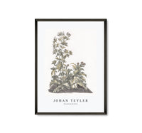 Johan Teyler - Blooming thistles