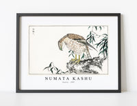 Numata Kashu - Osprey illustration from Pictorial Monograph of Birds (1885)