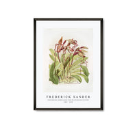 Frederick Sander - Cypripedium sanderianum from Reichenbachia Orchids-1847-1920