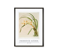 Frederick Sander - Cymbidium (hybridum) winnianum from Reichenbachia Orchids-1847-1920