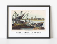 John James Audubon - American Snipe from Birds of America (1827)