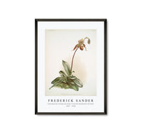 Frederick Sander - Cypripedium selligerum majus from Reichenbachia Orchids-1847-1920