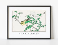 Numata Kashu - Brown-eared Bulbul and Rosa Rugosa illustration from Pictorial Monograph of Birds (1885)