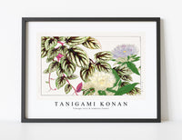 Tanigami Konan - Vintage vitis & stokesia flower
