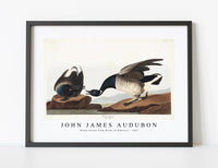 John James Audubon - Brant Goose from Birds of America (1827)