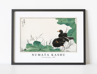 Numata Kashu - Coot and Lotus illustration from Pictorial Monograph of Birds (1885)
