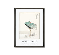 Numata Kashu - White-naped Crane and New Years Fern illustration from Pictorial Monograph of Birds (1885)