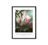 Martin Johnson Heade - Orchid Blossoms (1873)