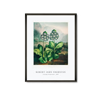 Robert John Thornton - A Group of Auriculas from The Temple of Flora (1807)