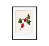 M. de Gijselaar - Chinese rose by M. de Gijselaar (1820)