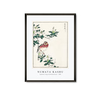 Numata Kashu - Japanese Long-tailed Rosefinch illustration from Pictorial Monograph of Birds (1885)