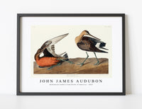 John James Audubon - Hudsonian Godwit from Birds of America (1827)