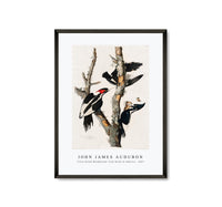 John James Audubon - Ivory-billed Woodpecker from Birds of America (1827)