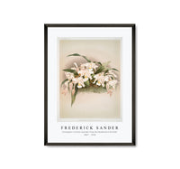 Frederick Sander - Coelogyne cristata maxima from Reichenbachia Orchids-1847-1920