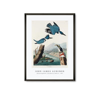 John James Audubon - Belted Kingfisher from Birds of America (1827)