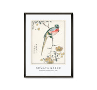 Numata Kashu - Macaw and Drooping Peach illustration from Pictorial Monograph of Birds (1885)