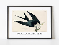 John James Audubon - Swallow-tailed Hawk from Birds of America (1827)