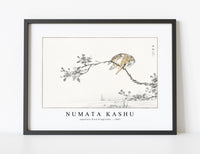 Numata Kashu - Japanese Pied Kingfisher illustration from Pictorial Monograph of Birds (1885)