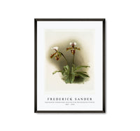 Frederick Sander - Cypripedium lathamianum inversum from Reichenbachia Orchids-1847-1920