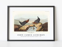 John James Audubon - American Water Ouzel from Birds of America (1827)