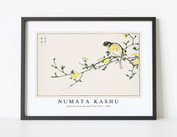 Numata Kashu - Japanese Bunting and Plum Tree illustration from Pictorial Monograph of Birds (1885)