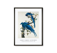 John James Audubon - Columbia Jay from Birds of America (1827)