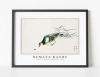 Numata Kashu - Eastern Turtle Dove and Miscanthus illustration from Pictorial Monograph of Birds (1885)