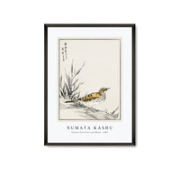 Numata Kashu - Chinese Tree-Pipit and Wheat illustration from Pictorial Monograph of Birds (1885)
