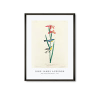 John James Audubon - Blue Yellow back Warbler from Birds of America (1827)