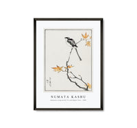 Numata Kashu - Japanese Long-tailed Tit and Maple Tree illustration from Pictorial Monograph of Birds (1885)