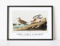 John James Audubon - Buff breasted Sandpiper from Birds of America (1827)