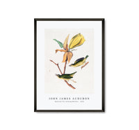 John James Audubon - Kentucky Fly-catching Warbler (1830s)