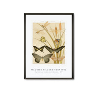 Maurice Pillard Verneuil - Papillons from L'animal dans la décoration (1897)