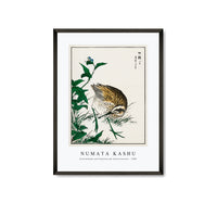 Numata Kashu - Greenshank and Bupleurum Sachalinense illustration from Pictorial Monograph of Birds (1885)